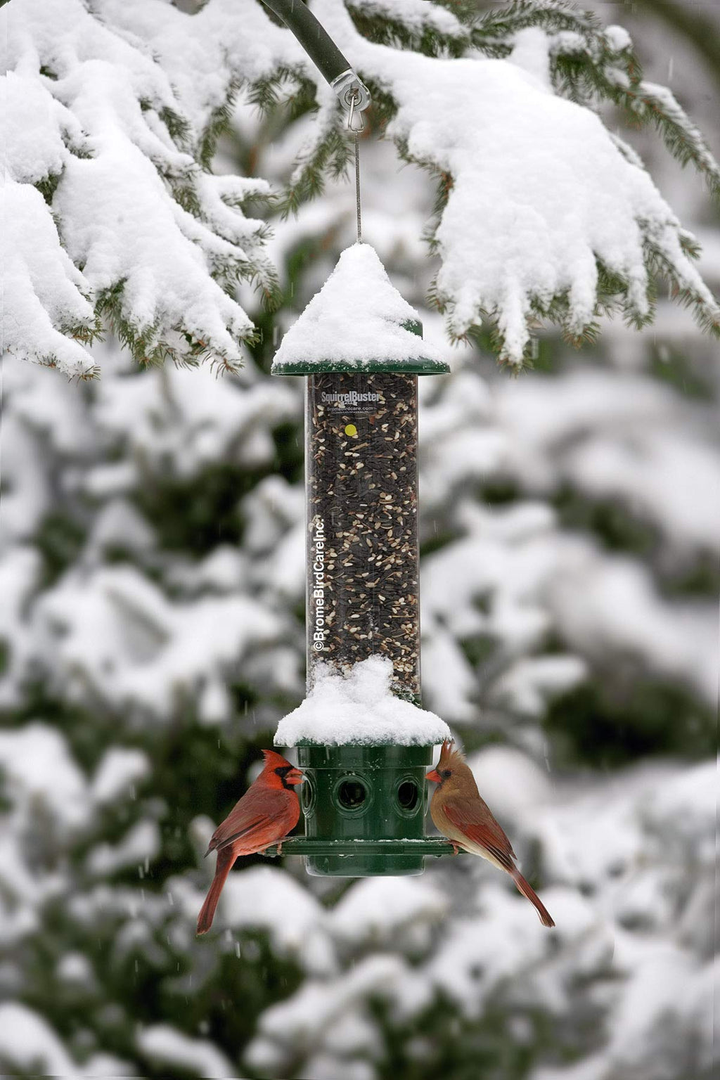 BROME Squirrel Buster Plus Bird Feeder with Cardinal Ring